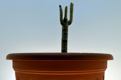 La palma della yucca muore - cause e contromisure