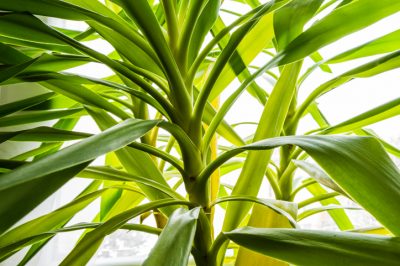 La palma della yucca ha le foglie gialle - Cosa fare?