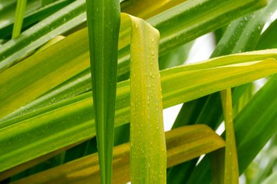 Quante volte devi innaffiare la palma yucca?