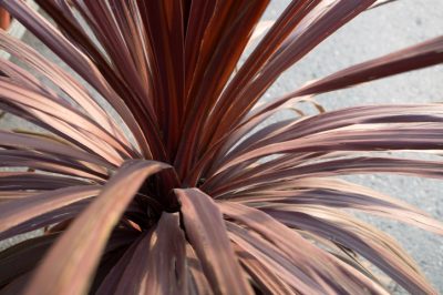 Salvare una palma di yucca morente - Come riuscirci