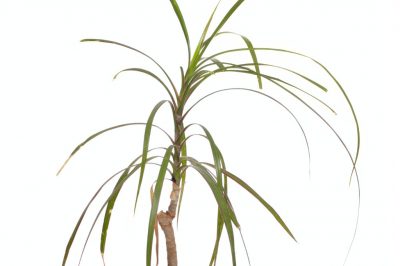 La palma yucca ha le foglie secche - cause e contromisure