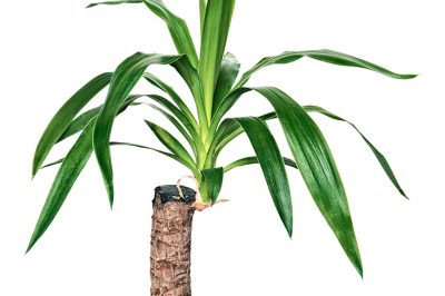 Sigillare la palma della yucca dopo la potatura