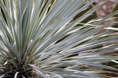 Svernamento, propagazione, potatura, La yucca rostrata dalle foglie blu - cura