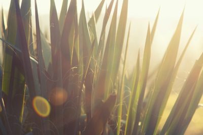 Quando la palma yucca può andare all'aperto?