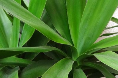La Yucca filamentosa è velenosa?