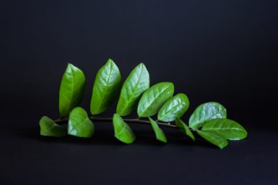 Zamioculcas preferisce una posizione luminosa