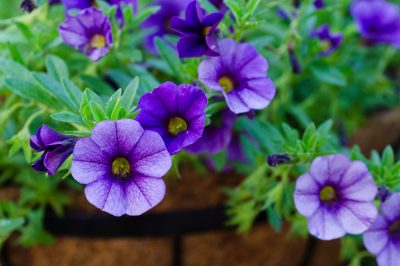 Giglio magico e petunia: Somiglianze e differenze