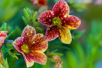 La giusta cura per un giglio magico riccamente fiorito