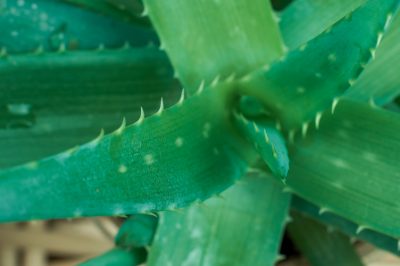 Ecco come il melo ornamentale fiorisce come bonsai - istruzioni per la cura