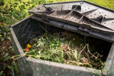 Queste due malattie rendono le mele ornamentali difficili da controllare