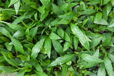 Le più belle varietà di mele ornamentali per letto e vasca