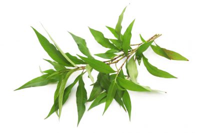 L'aglio ornamentale nell'aiuola