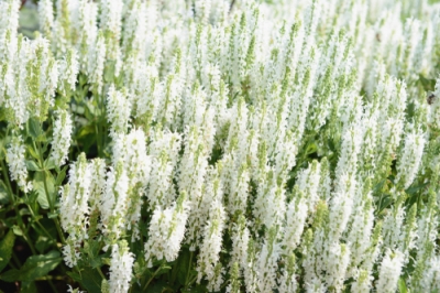 Le diverse varietà di salvia ornamentale