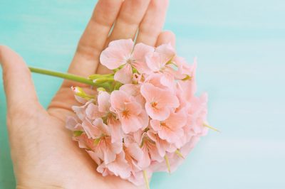 Le palme da interno sono velenose?