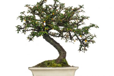 L'albero del limone - un bonsai insolito