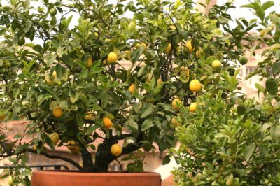 La corretta cura dell'albero di limone