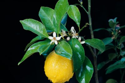 Cosa fare se il tuo albero di limone è appiccicoso?