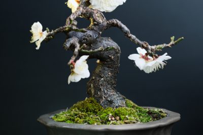 L'innesto di un albero di limone è facile