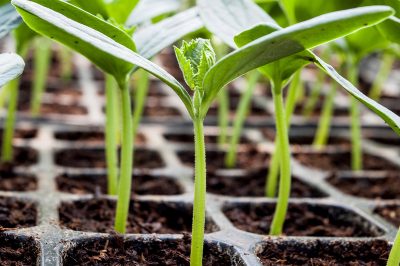 Note per la coltivazione delle zucchine