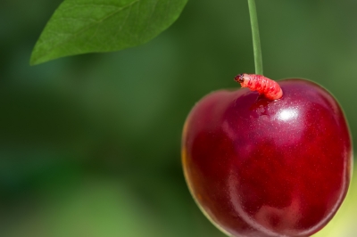 Quanto è resistente la palma nana in questo paese?
