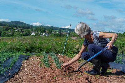 Le cipolle ben essiccate durano più a lungo