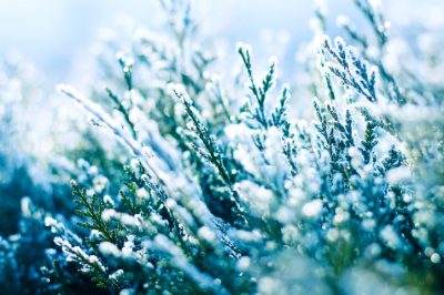 Mantenere il cipresso sul balcone