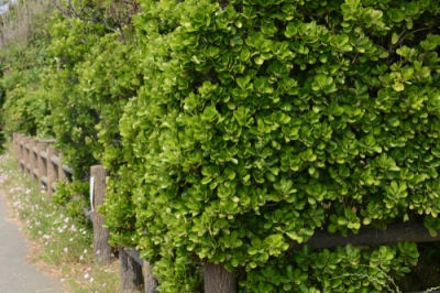 Questi parassiti sono presenti nei cipressi
