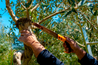 L'euforbia cipressina - Una scheda informativa