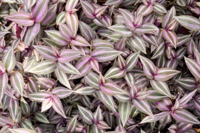 L'Acanthus mollis è velenoso?