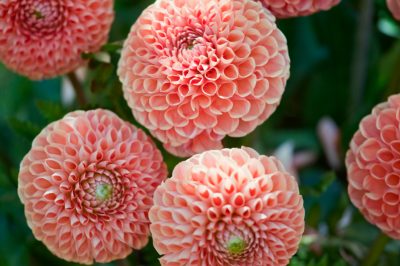Quale acero fiorisce particolarmente bene in primavera?
