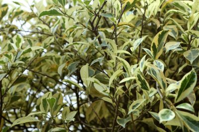 L'acero perde le foglie per cause e contromisure