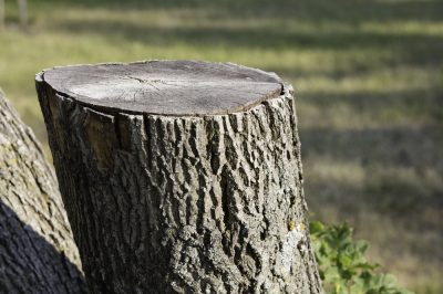 Eradicare l'acero - come controllare con successo l'albero