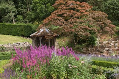 L'acero nel giardino anteriore - quale gemma dovrebbe essere?