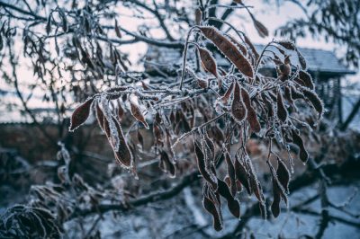 L'albero di acacia è resistente?