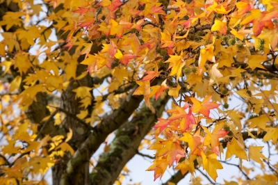 Albero d'ambra: cura e potatura