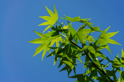 L'albero d'ambra: velenoso o innocuo?