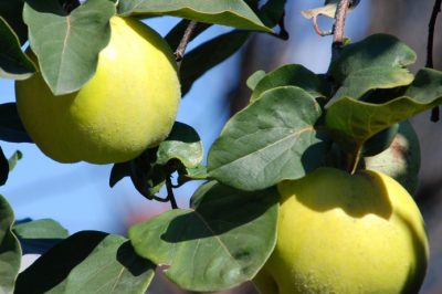 Quali varietà di mele cotogne esistono?