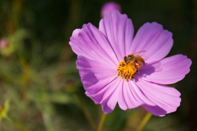 Quali specie di hogweed crescono in Germania?