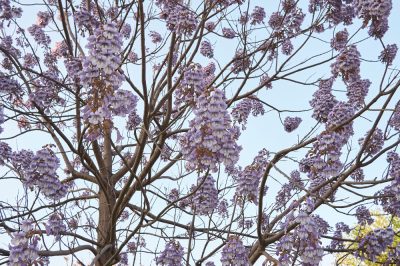 Spring Harbingers: Alberi che fioriscono a maggio