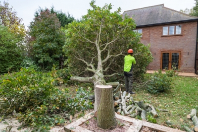 Taglio di alberi su proprietà privata - Cosa tenere a mente