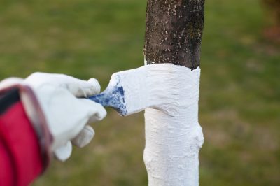 Proteggere efficacemente gli alberi dal gelo