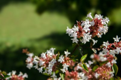 Le migliori verdure per l'orto da balcone