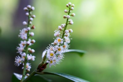 Quali piante da balcone fioriscono in aprile? - Specie e varietà selezionate