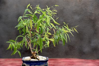 Queste piante da balcone respingono le zanzare - le 10 migliori piante contro le zanzare