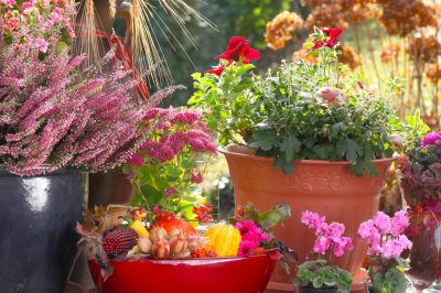 Queste piante da balcone fioriscono in autunno - Fioriture autunnali grate per scatole e vasche