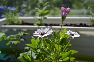 Queste piante da balcone decollano a maggio - Consigli di fioritura per scatole e vasche