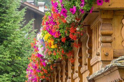 Belle piante da balcone per l'estate per tutte le località