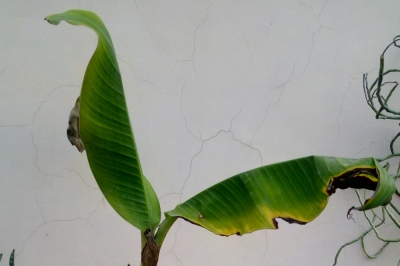 La pianta di banano è resistente?