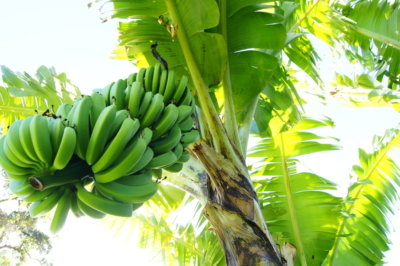 Dove e come crescono le banane?