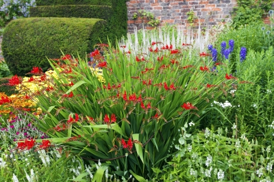 Le più belle piante perenni per il giardino estivo